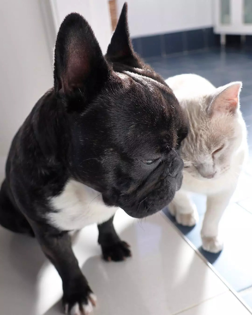 包含足球场上的动物名场面：海鸥、猫、狗如何干扰比赛？的词条