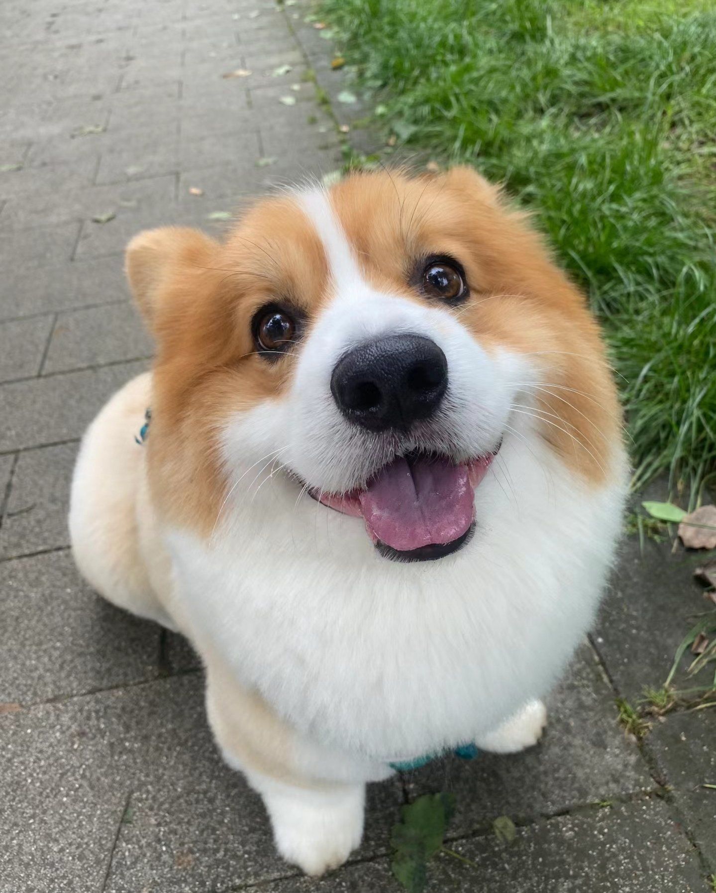 球星宠物曝光:有明星范的狗狗的简单介绍 球星宠物曝光:有明星范的狗狗的简单介绍